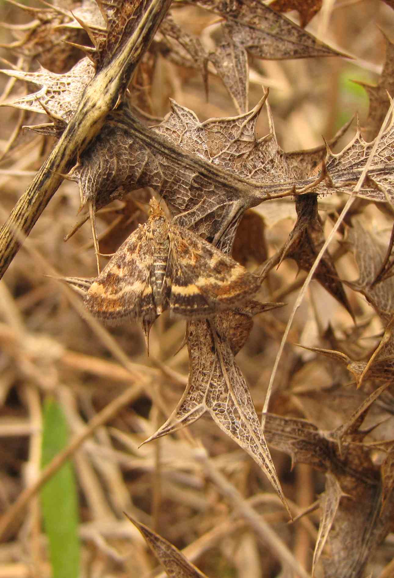 farfalle 